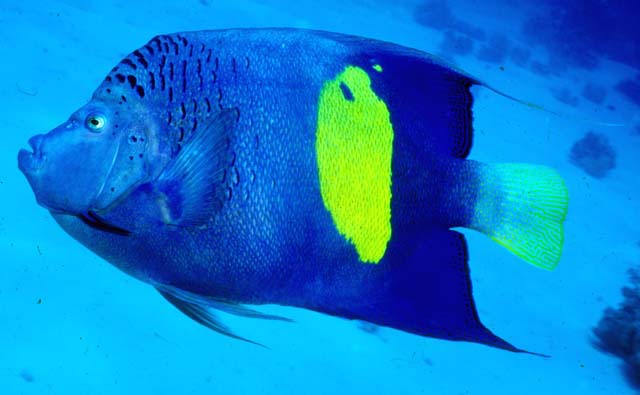 Click to View Yellowbar Angelfish<br><span style='font-size:12px'><i>Fishbase</i></span>