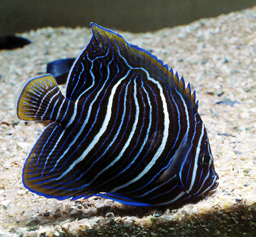 Click to View Yellowbar Angelfish Juvenile<br><span style='font-size:12px'><i>Fishbase</i></span>