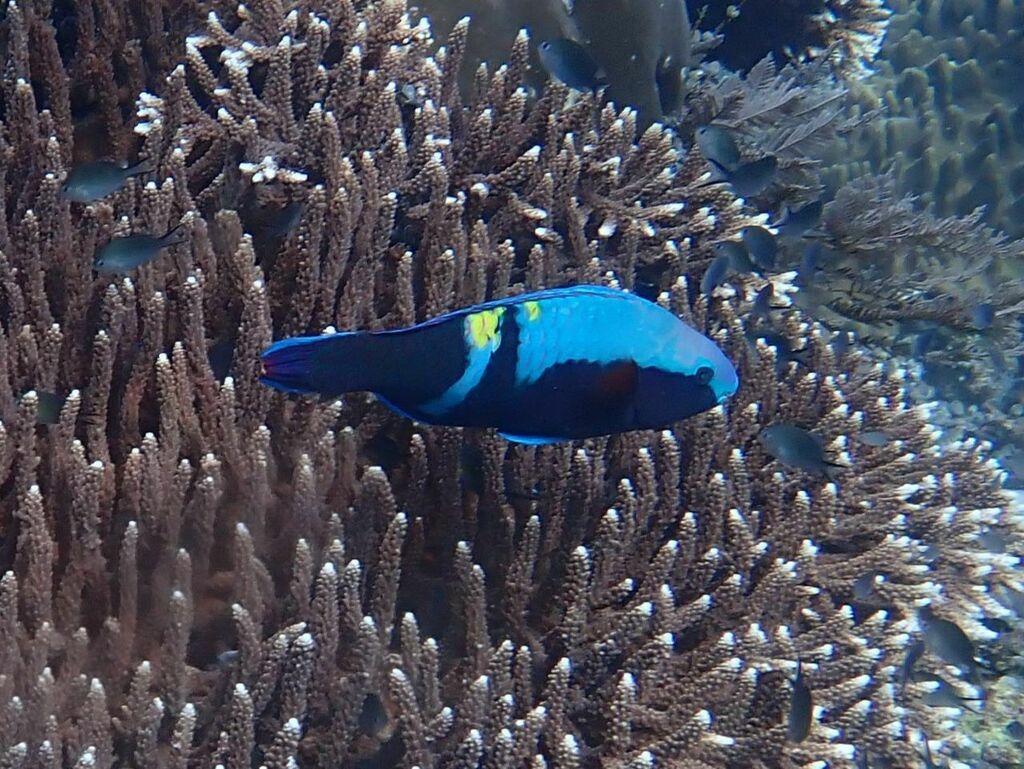 Click to View Yellowbar Parrotfish<br><span style='font-size:12px'><i>iNaturalist</i></span>