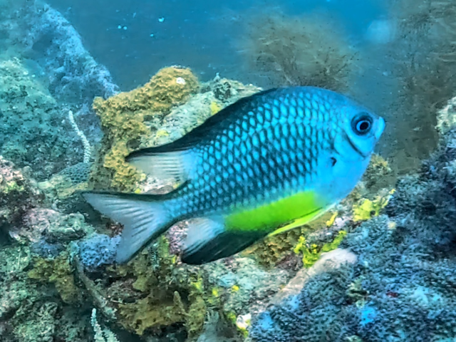 Yellowbelly Damsel<br><span style='font-size:12px'><i>Dave & Rose</i>&nbsp&nbspPhilippines&nbsp&nbsp26th Apr 2026</span>