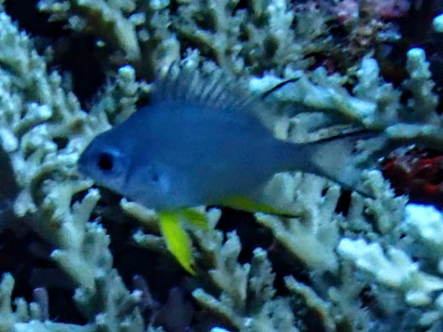 Yellowbelly Damsel - juvenile<br><span style='font-size:12px'><i>Dave & Rose</i></span>