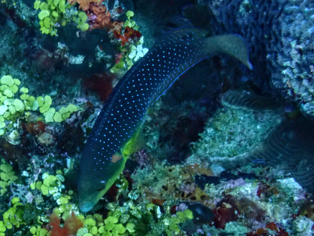 Click to View Yellowbreasted Wrasse<br><span style='font-size:12px'><i>Dave & Rose</i></span>