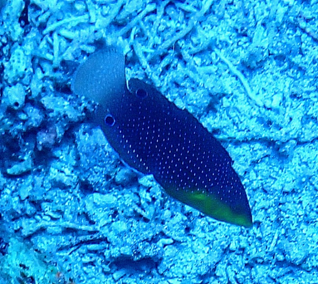 Click to View Yellowbreasted Wrasse<br><span style='font-size:12px'><i>Dave & Rose</i></span>