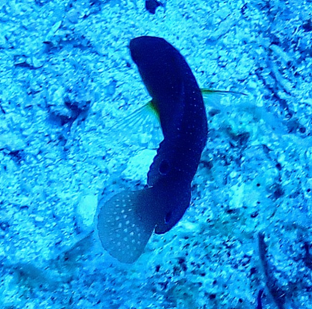 Click to View Yellowbreasted Wrasse<br><span style='font-size:12px'><i>Dave & Rose</i></span>