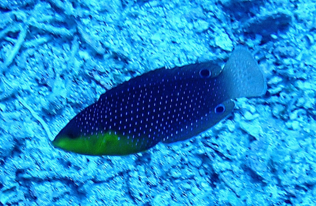 Click to View Yellowbreasted Wrasse<br><span style='font-size:12px'><i>Dave & Rose</i></span>