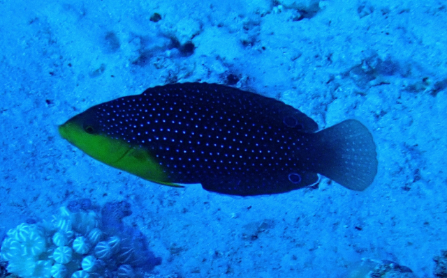 Click to View Yellowbreasted Wrasse<br><span style='font-size:12px'><i>Dave & Rose</i></span>