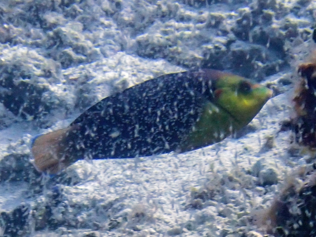 Click to View Yellowbreasted Wrasse - intermediate<br><span style='font-size:12px'><i>Dave & Rose</i></span>