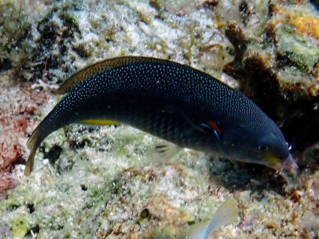 Click to View Yellowbreasted Wrasse<br><span style='font-size:12px'><i>Dave & Rose</i></span>