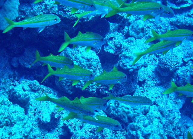 Click to View Yellowfin Goatfish<br><span style='font-size:12px'><i>Dave & Rose</i></span>