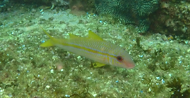 Yellowfin Goatfish<br><span style='font-size:12px'><i>Dave & Rose</i></span>
