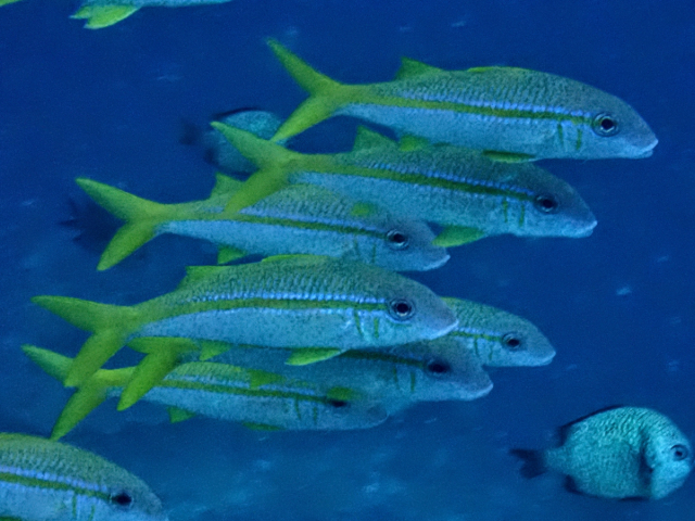 Yellowfin Goatfish<br><span style='font-size:12px'><i>Dave & Rose</i></span>