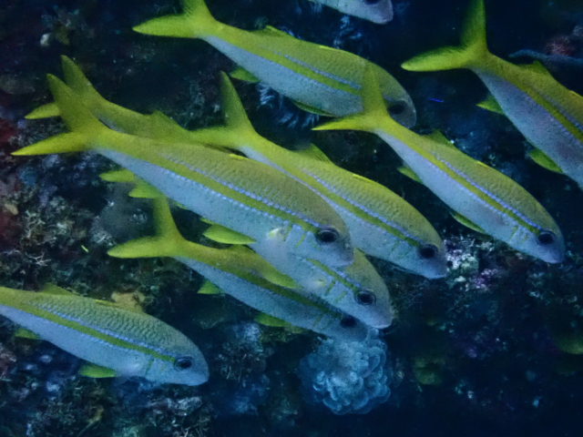 Click to View Yellowfin Goatfish<br><span style='font-size:12px'><i>Dave & Rose</i></span>