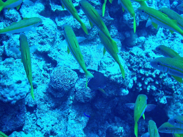 Click to View Yellowfin Goatfish<br><span style='font-size:12px'><i>Dave & Rose</i></span>