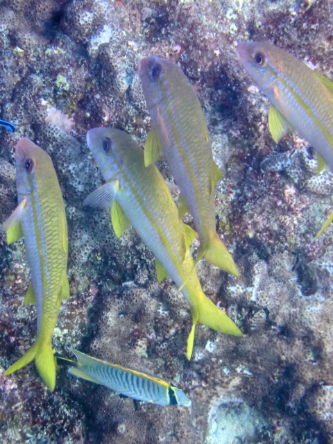 Click to View Yellowfin Goatfish<br><span style='font-size:12px'><i>Dave & Rose</i></span>