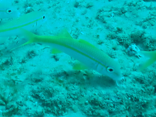 Click to View Yellowfin Goatfish<br><span style='font-size:12px'><i>Dave & Rose</i></span>
