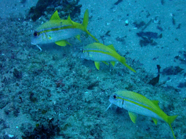 Click to View Yellowfin Goatfish<br><span style='font-size:12px'><i>Dave & Rose</i></span>
