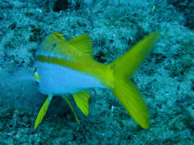 Click to View Yellowfin Goatfish<br><span style='font-size:12px'><i>Dave & Rose</i></span>