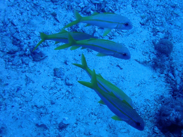 Click to View Yellowfin Goatfish<br><span style='font-size:12px'><i>Dave & Rose</i></span>