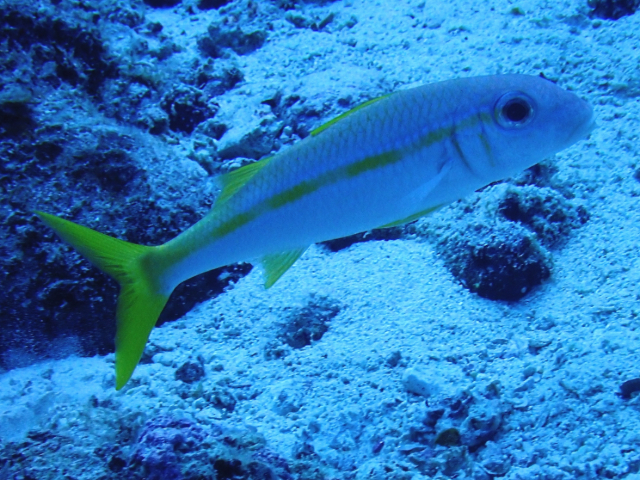 Click to View Yellowfin Goatfish<br><span style='font-size:12px'><i>Dave & Rose</i></span>