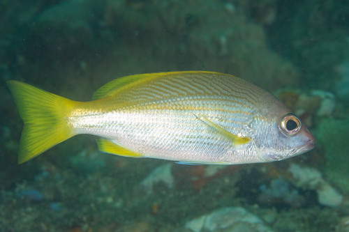 Click to View Yellowfin Snapper<br><span style='font-size:12px'><i>iNaturalist</i></span>