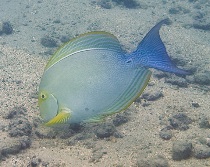 Click to View Yellowfin Surgeonfish<br><span style='font-size:12px'><i>iNaturalist</i></span>