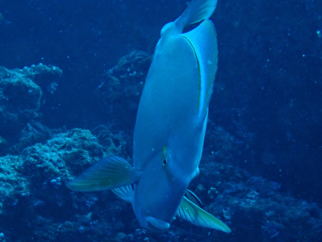 Click to View Yellowfin Surgeonfish<br><span style='font-size:12px'><i>Dave & Rose</i></span>