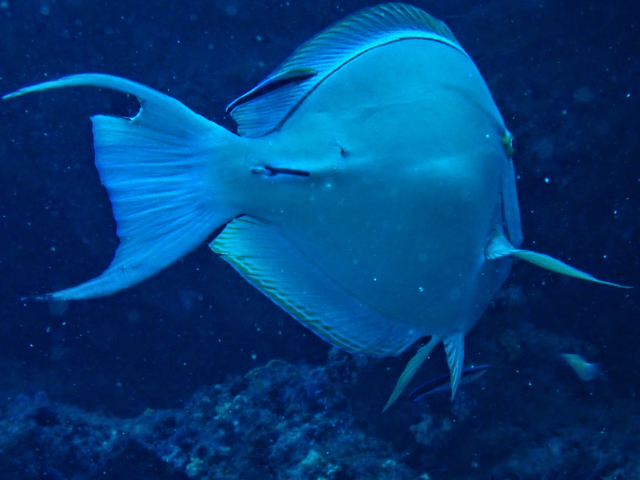 Click to View Yellowfin Surgeonfish<br><span style='font-size:12px'><i>Dave & Rose</i></span>