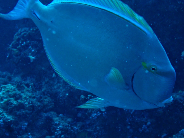 Click to View Yellowfin Surgeonfish<br><span style='font-size:12px'><i>Dave & Rose</i></span>