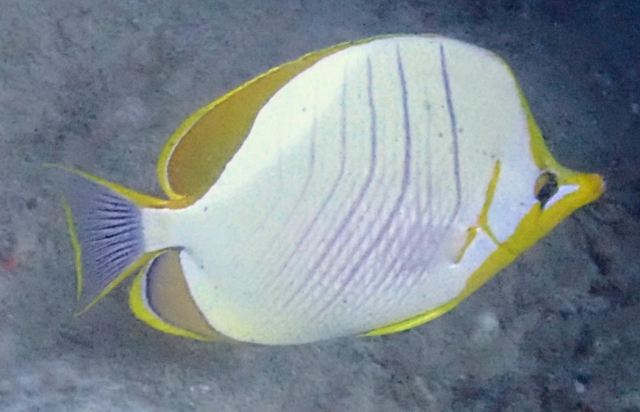 Click to View Yellowhead Butterflyfish<br><span style='font-size:12px'><i>Dave & Rose</i></span>