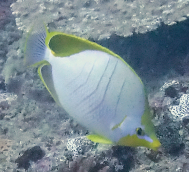 Click to View Yellowhead Butterflyfish<br><span style='font-size:12px'><i>Dave & Rose</i></span>