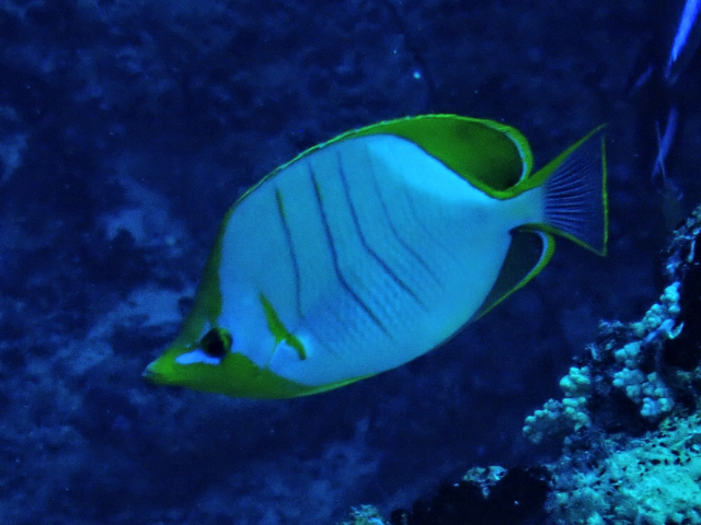 Click to View Yellowhead Butterflyfish<br><span style='font-size:12px'><i>Dave & Rose</i></span>
