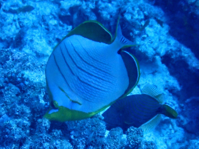 Yellowhead Butterflyfish<br><span style='font-size:12px'><i>Dave & Rose</i></span>