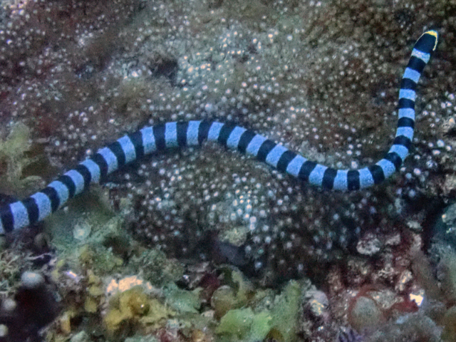 Yellow-lipped Sea Krait Yellow-lipped Sea Krait<br><span style='font-size:12px'><i>Dave & Rose</i>  Philippines  3rd May 2026</span>