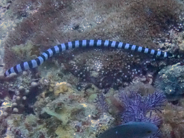 Click to View Yellow-lipped Sea Krait<br><span style='font-size:12px'><i>Dave & Rose</i></span>