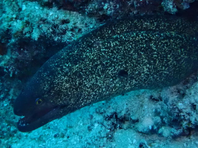 Click to View Yellow Margin Moray<br><span style='font-size:12px'><i>Dave & Rose</i></span>