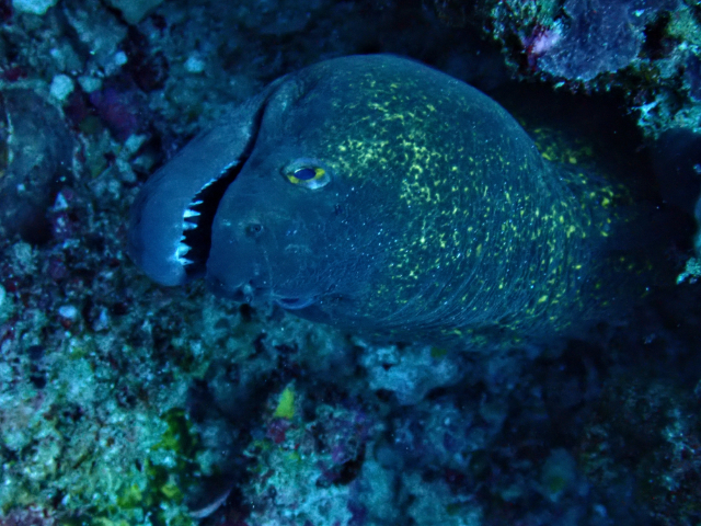 Click to View Yellow Margin Moray<br><span style='font-size:12px'><i>Dave & Rose</i></span>