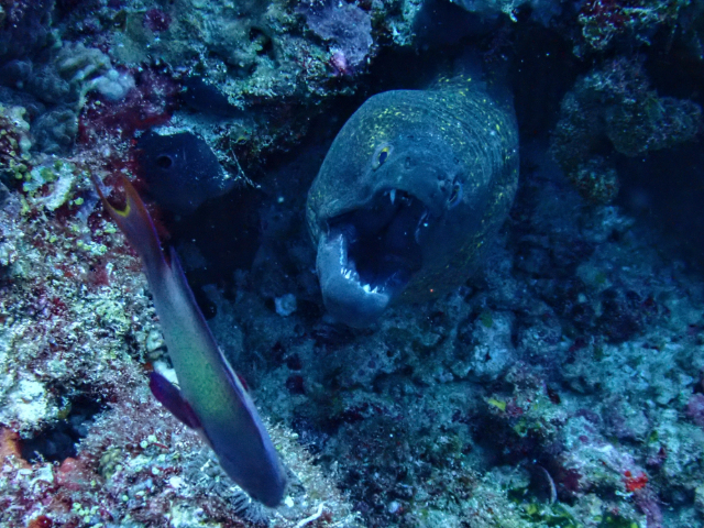 Click to View Yellow Margin Moray<br><span style='font-size:12px'><i>Dave & Rose</i></span>