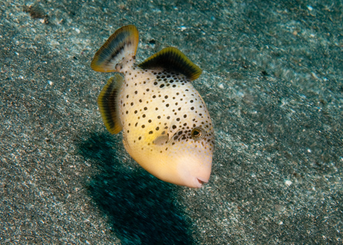 Click to View Yellowmargin Triggerfish - juvenile<br><span style='font-size:12px'><i>iNaturalist</i></span>