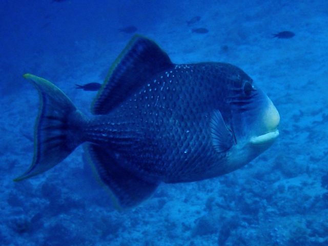 Click to View Yellowmargin Triggerfish<br><span style='font-size:12px'><i>Dave & Rose</i></span>