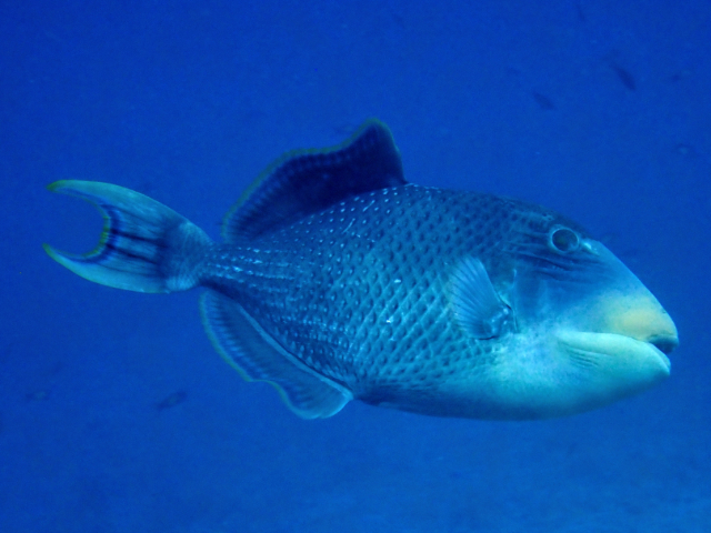 Click to View Yellowmargin Triggerfish<br><span style='font-size:12px'><i>Dave & Rose</i></span>