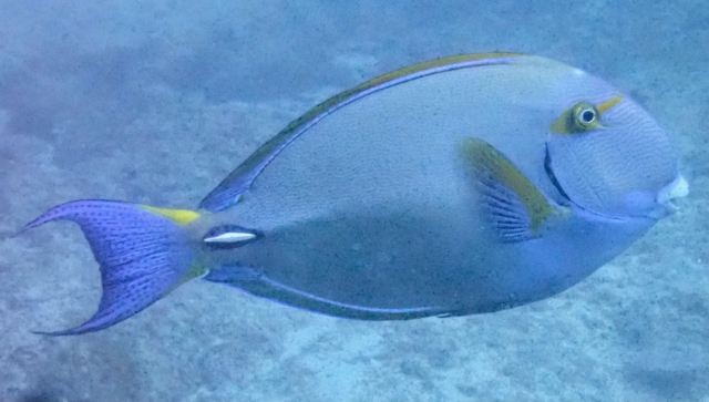Click to View Yellowmask Surgeonfish<br><span style='font-size:12px'><i>Dave & Rose</i></span>