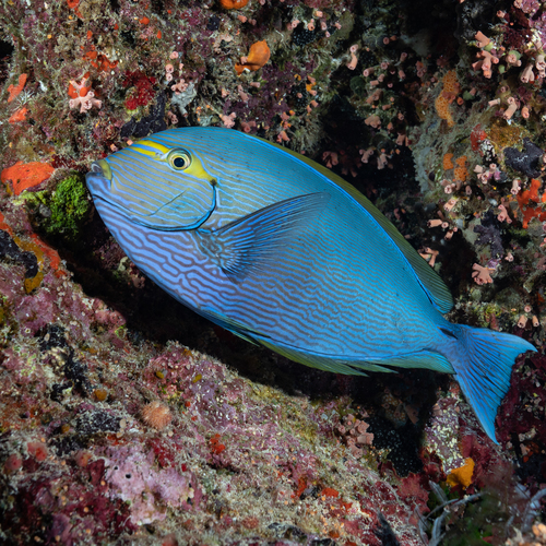 Click to View Yellowmask Surgeonfish<br><span style='font-size:12px'><i>iNaturalist</i></span>