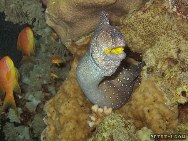 Click to View Yellowmouth Moray<br><span style='font-size:12px'><i>Fishbase</i></span>