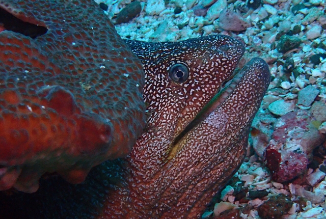 Click to View Yellowmouth Moray<br><span style='font-size:12px'><i>Dave & Rose</i></span>