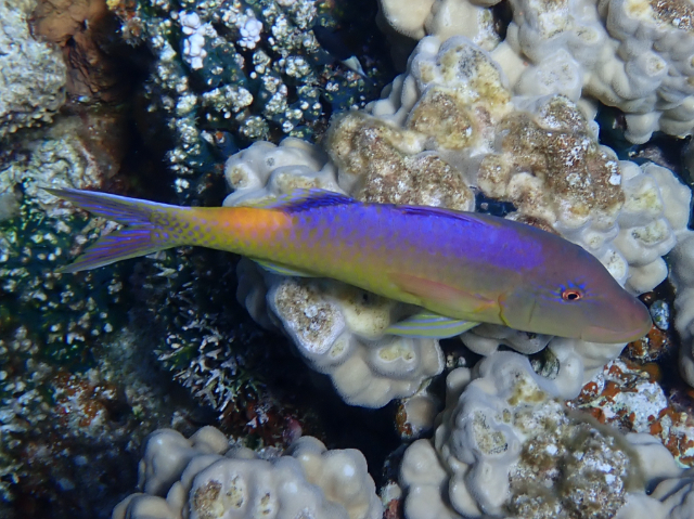 Click to View Yellow-Saddle Goatfish<br><span style='font-size:12px'><i>Dave & Rose</i></span>
