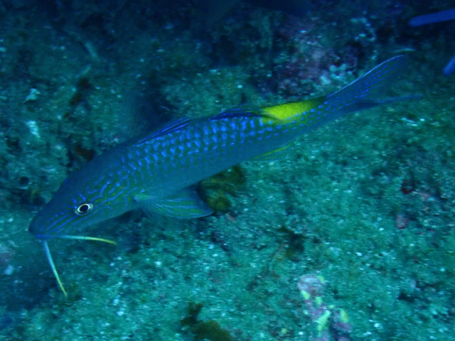 Click to View Yellow-Saddle Goatfish<br><span style='font-size:12px'><i>Dave & Rose</i></span>