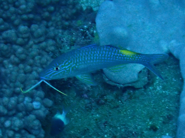Click to View Yellow-Saddle Goatfish<br><span style='font-size:12px'><i>Dave & Rose</i></span>