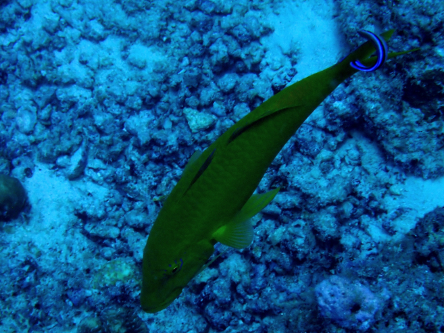 Click to View Yellow-Saddle Goatfish<br><span style='font-size:12px'><i>Dave & Rose</i></span>