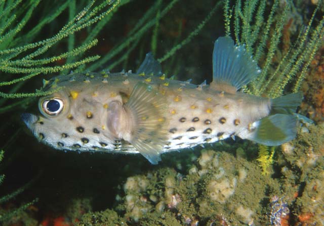 Click to View Yellowspotted Burrfish<br><span style='font-size:12px'><i>Fishbase</i></span>