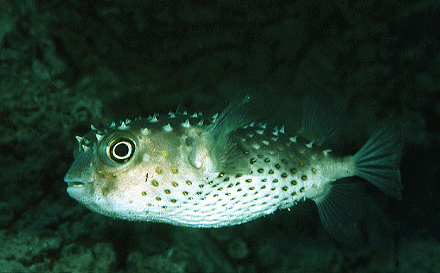 Click to View Yellowspotted Burrfish<br><span style='font-size:12px'><i>Fishbase</i></span>